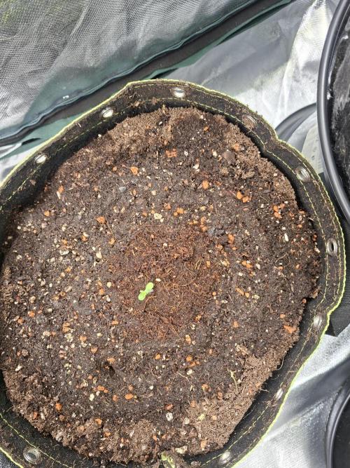 The auto Runtz. Week 0
