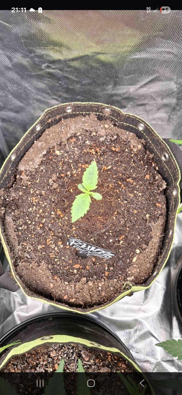 The auto Runtz. Week 1