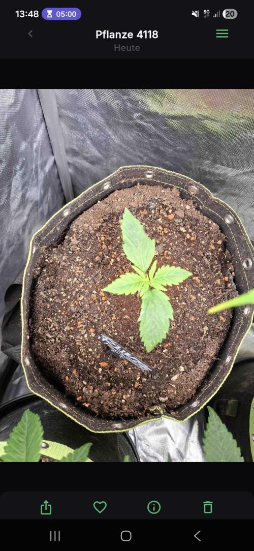 The auto Runtz. Week 2
