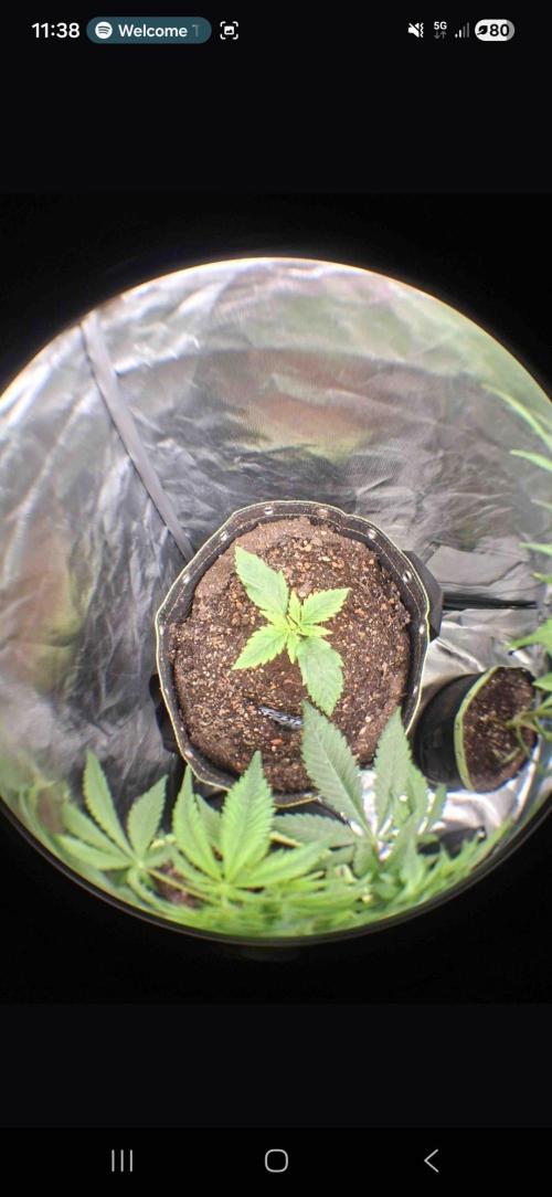 The auto Runtz. Week 2