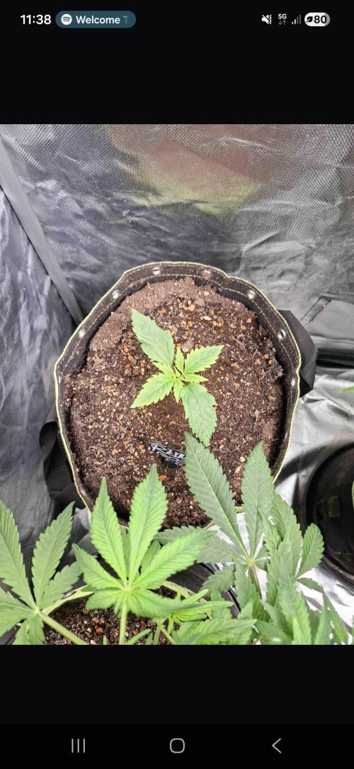 The auto Runtz. Week 2