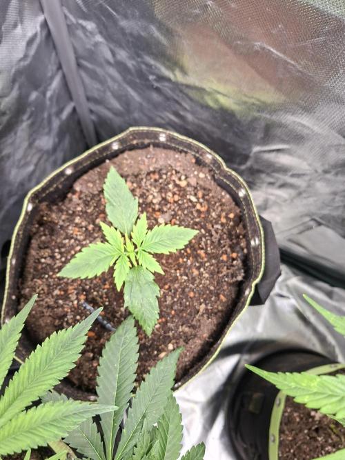The auto Runtz. Week 3