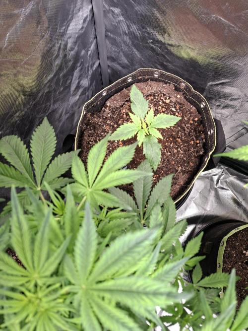 The auto Runtz. Week 3