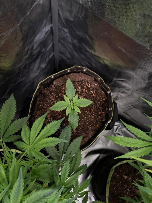 The auto Runtz. Week 3