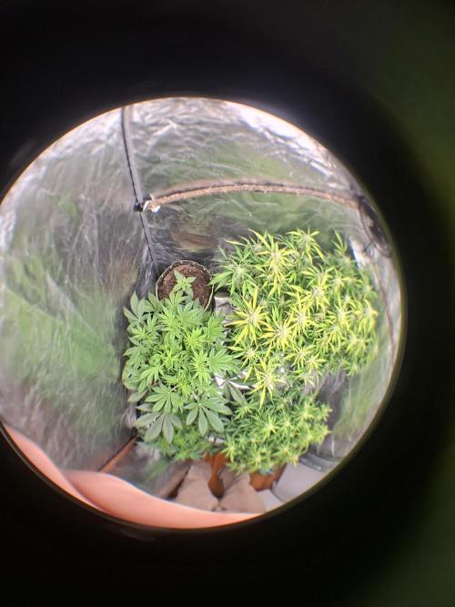 The auto Runtz. Week 3