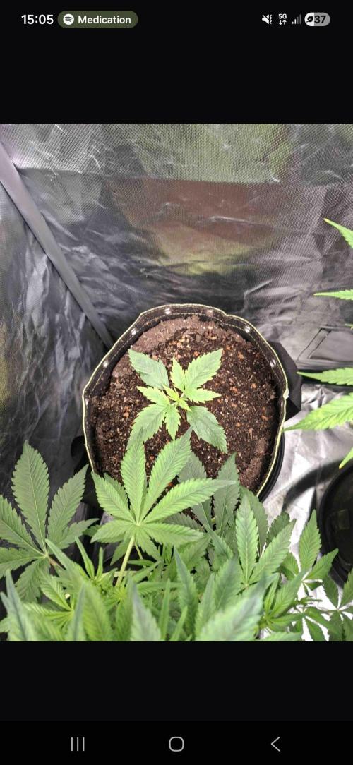 The auto Runtz. Week 3