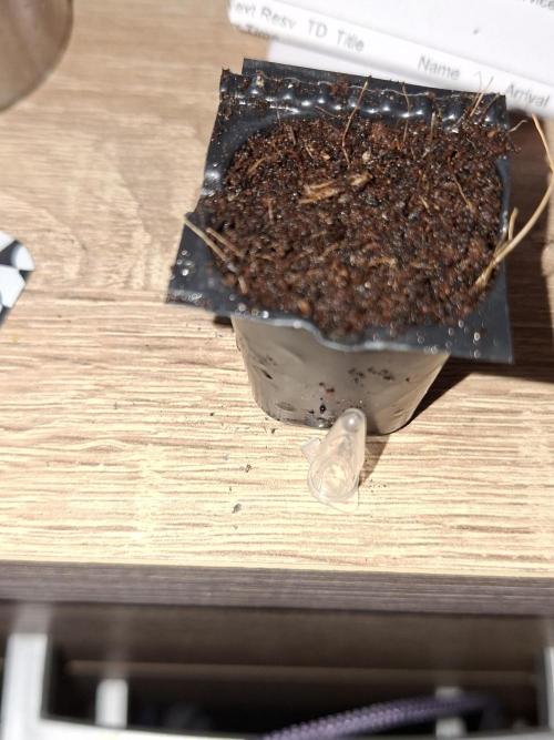 outdoor grow 26. Week 0