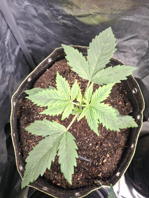 The auto Runtz. Week 4