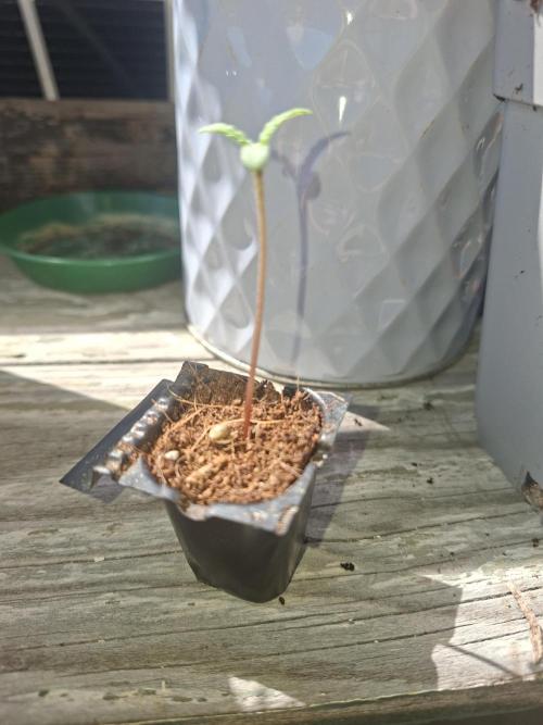 outdoor grow 26. Week 1