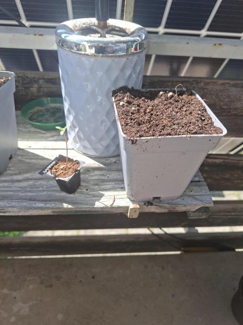 outdoor grow 26. Week 1