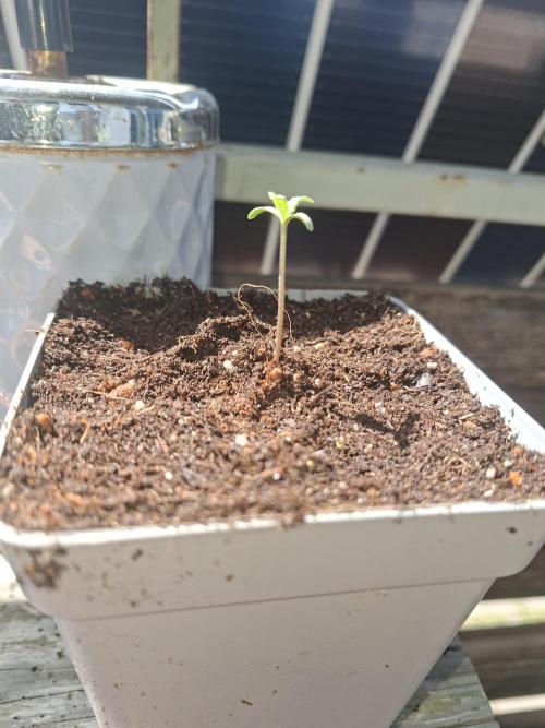 outdoor grow 26. Week 1