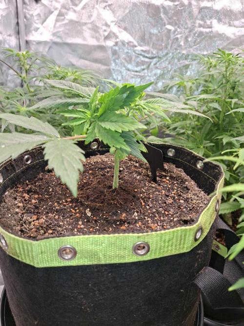 The auto Runtz. Week 5