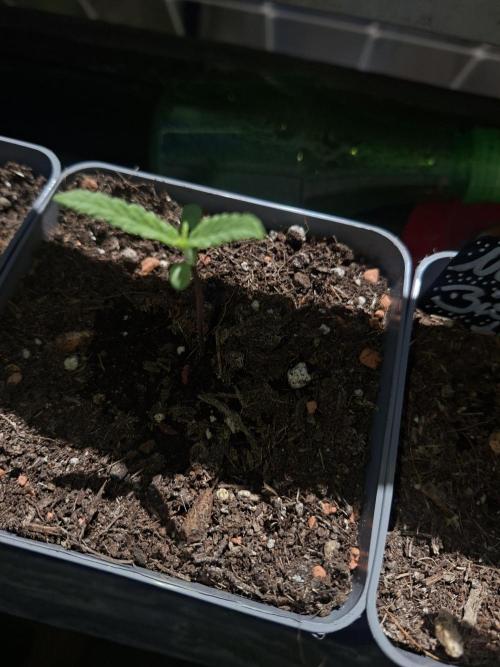 outdoor grow 26. Week 1