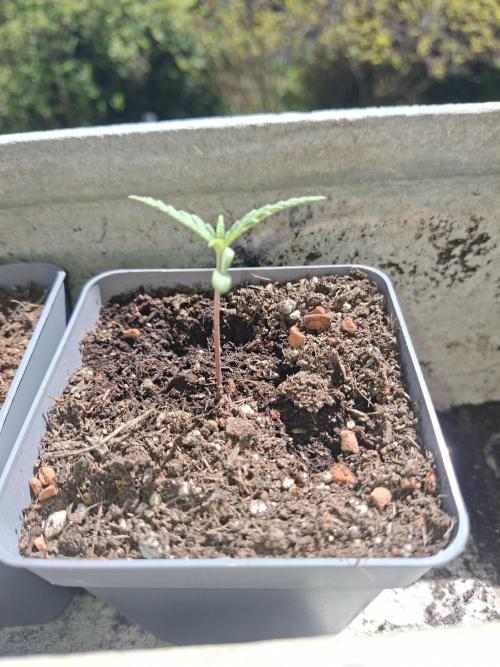 outdoor grow 26. Week 2