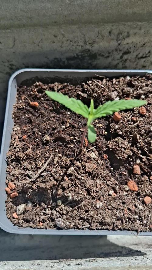 outdoor grow 26
