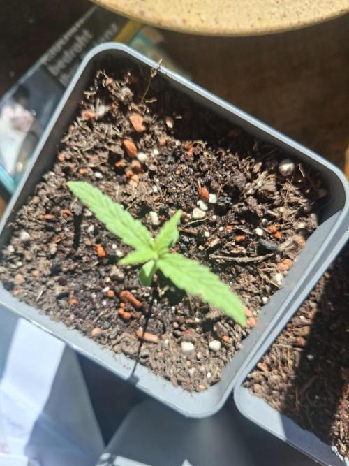 outdoor grow 26. Week 2