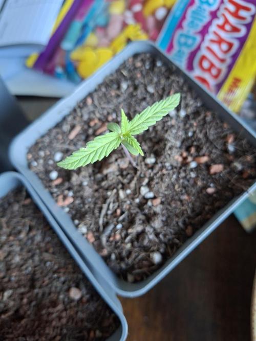 outdoor grow 26. Week 2