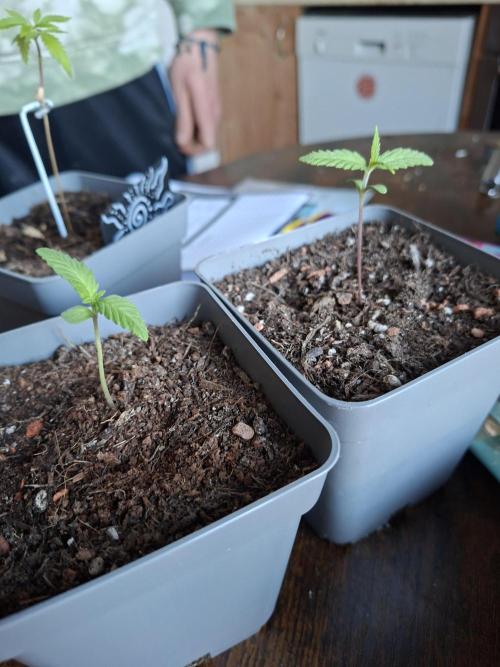 Wedding Cheesecake FF. Week 2