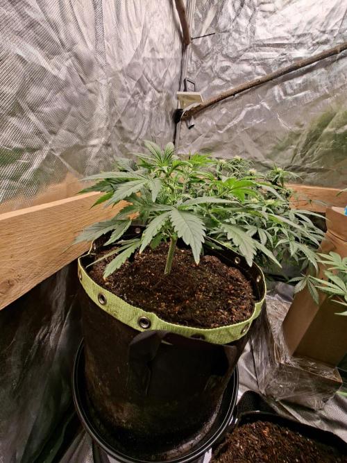 The auto Runtz. Week 4