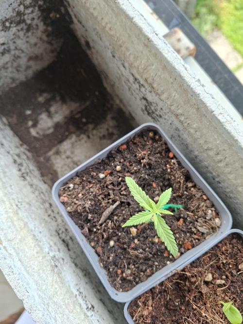 outdoor grow 26. Week 3
