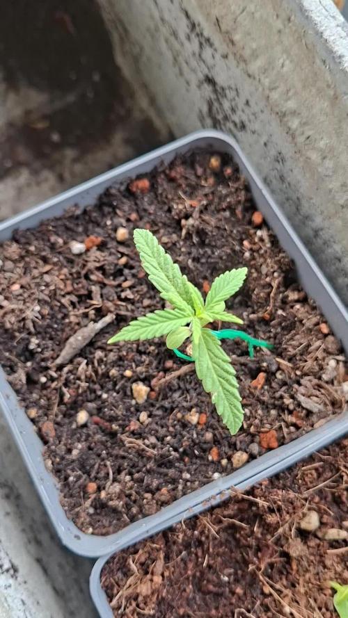 outdoor grow 26