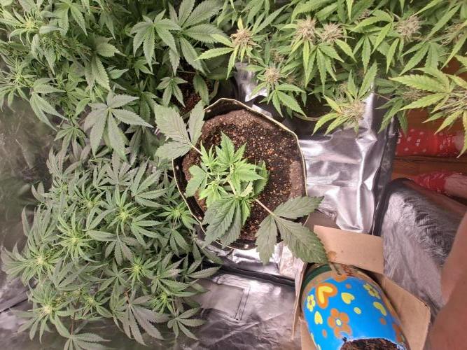 The auto Runtz. Week 5