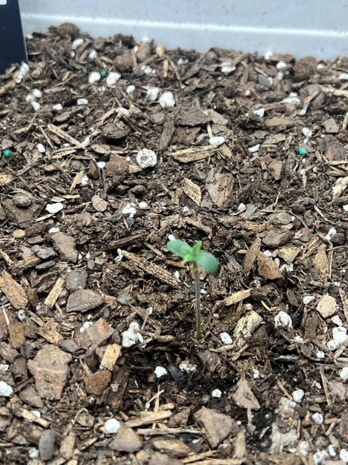 Purple Lemon 🍋. Week 0