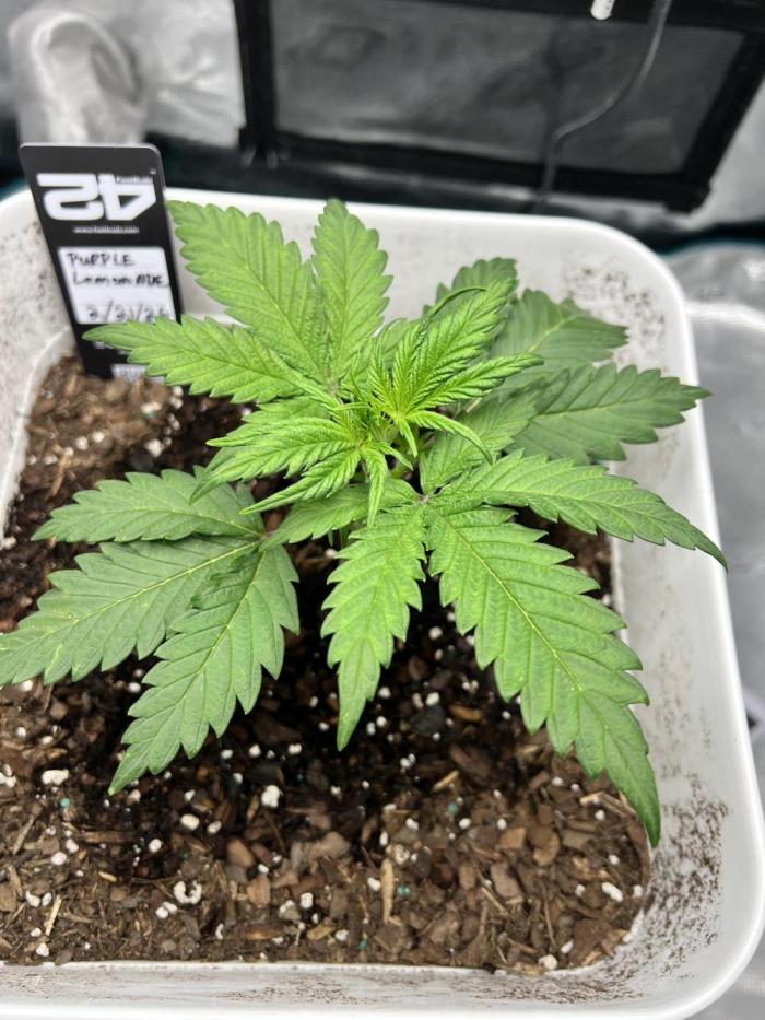 Purple Lemon 🍋. Week 1