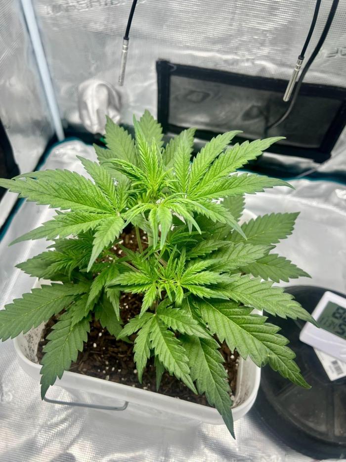 Purple Lemon 🍋. Week 2