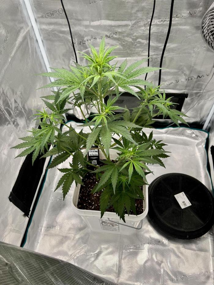 Purple Lemon 🍋. Week 3