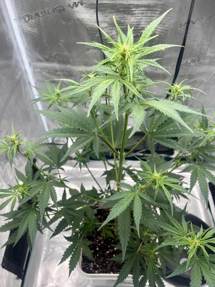 Purple Lemon 🍋. Week 4