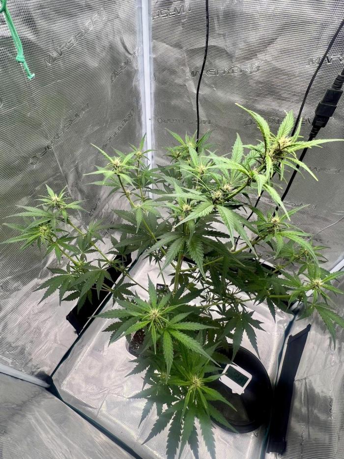 Purple Lemon 🍋. Week 5