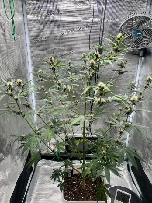 Purple Lemon 🍋. Week 6