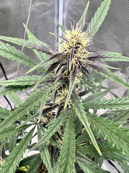 Purple Lemon 🍋. Week 6