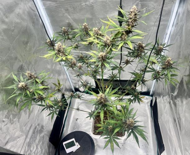 Purple Lemon 🍋. Week 7