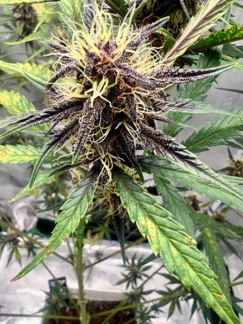 Purple Lemon 🍋. Week 7