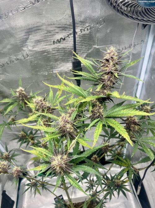 Purple Lemon 🍋. Week 7