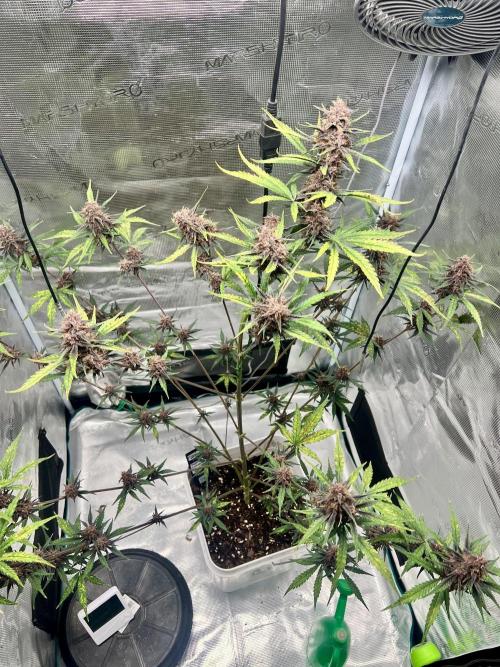 Purple Lemon 🍋. Week 8