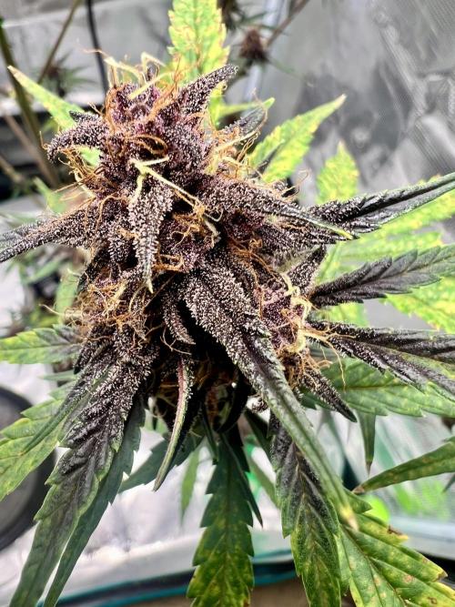 Purple Lemon 🍋. Week 8