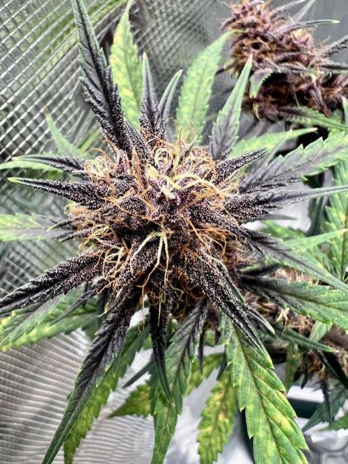 Purple Lemon 🍋. Week 8