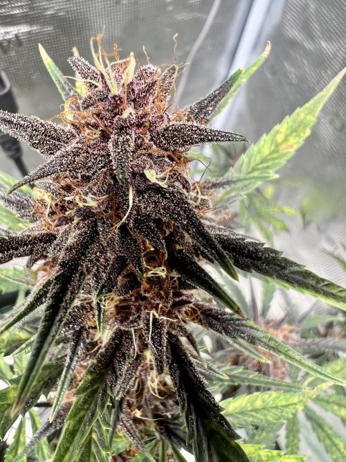 Purple Lemon 🍋. Week 8