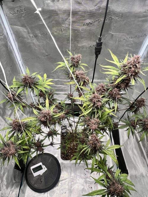 Purple Lemon 🍋. Week 9