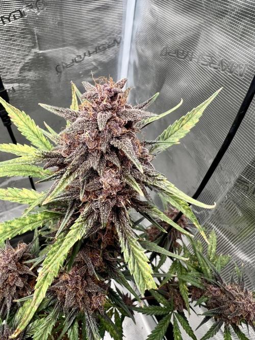 Purple Lemon 🍋. Week 9