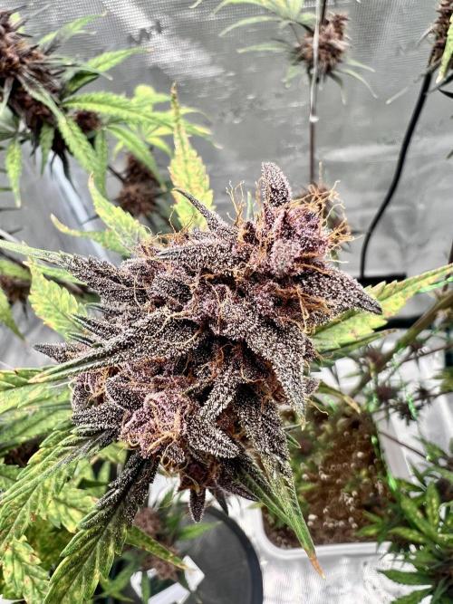 Purple Lemon 🍋. Week 9