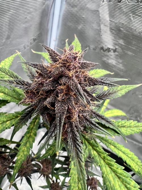 Purple Lemon 🍋. Week 9