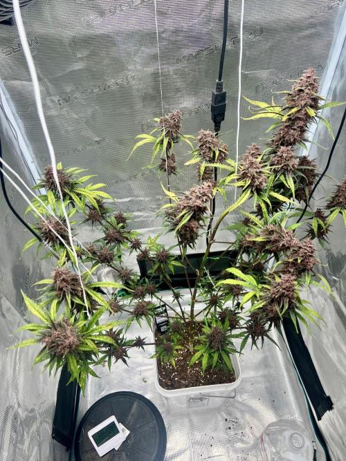 Purple Lemon 🍋. Week 10