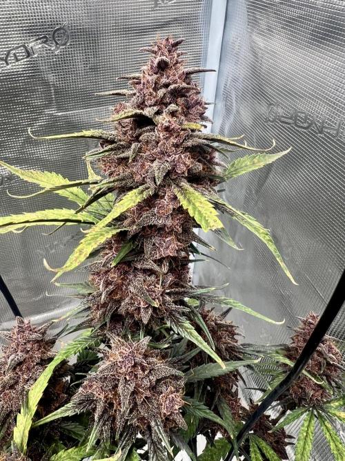 Purple Lemon 🍋. Week 10