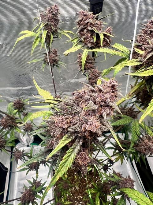 Purple Lemon 🍋. Week 10