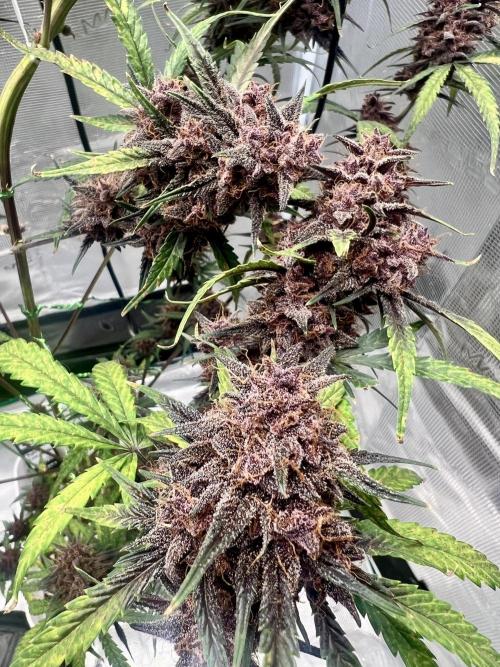 Purple Lemon 🍋. Week 10