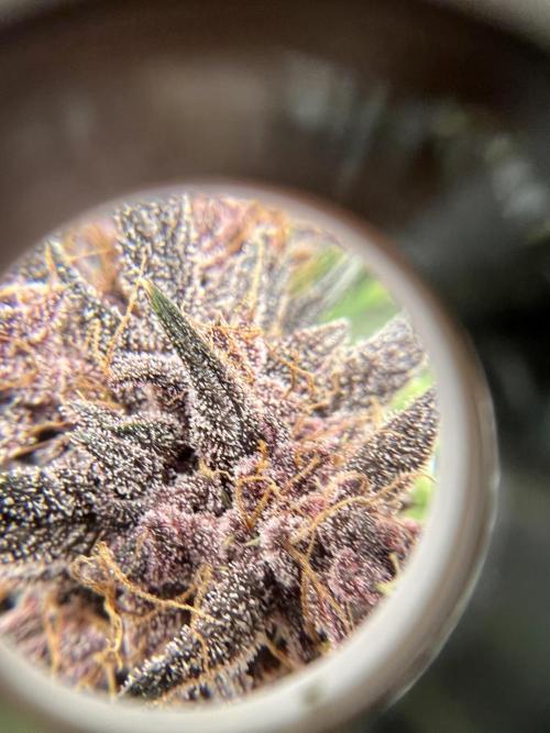 Purple Lemon 🍋. Week 10